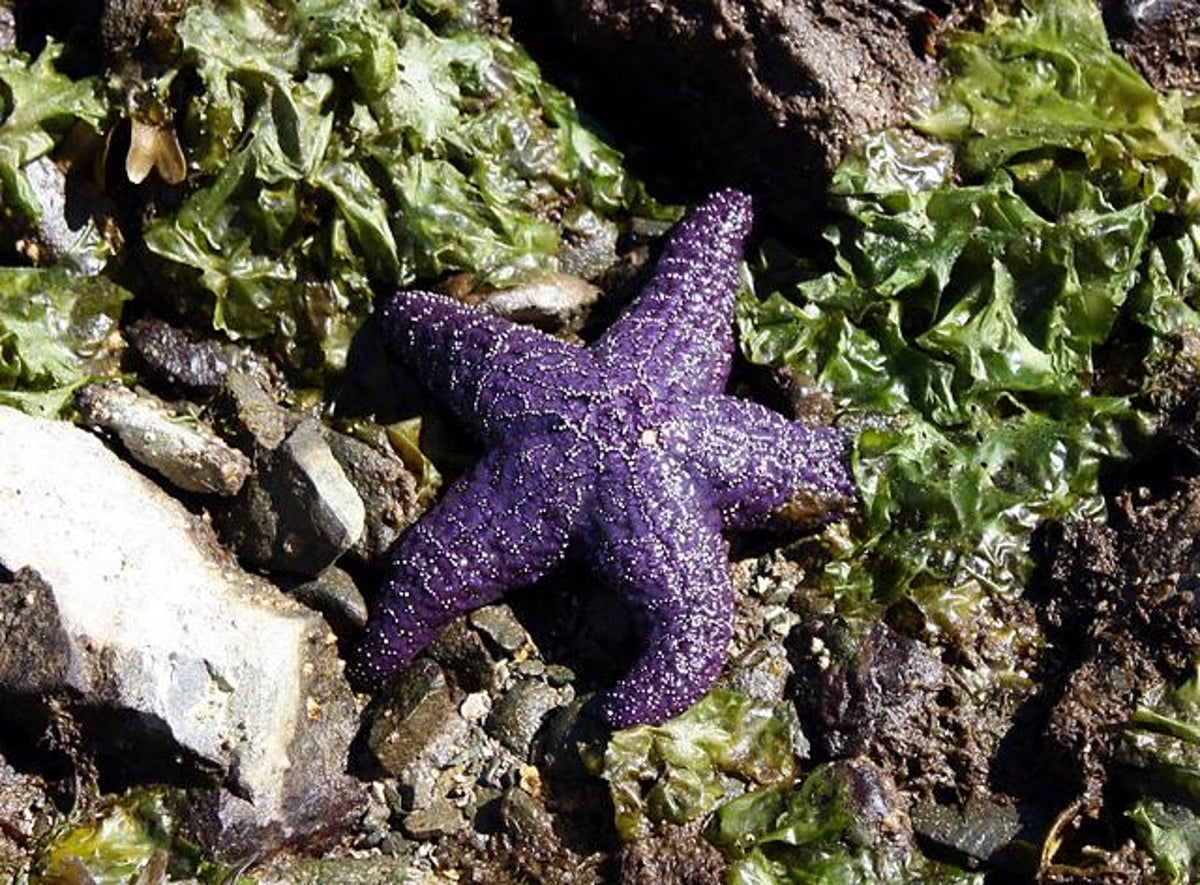 Sea Star Beanie Knitting Pattern PDF For Knitting Pattern