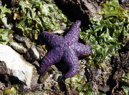 Sea Star Beanie Knitting Pattern PDF For Knitting Pattern